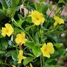 Heirloom Pentalinon Luteum Flower Seeds, Non-GMO Yellow Allamanda Blooms for Tropical Garden Planting