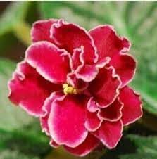 Saintpaulia Ionantha Flower Seeds – Heirloom Non-GMO Seeds for Indoor and Garden Planting