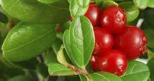 Rare Melon Vine Seeds - Cultivate Lush and Unique Melon Varieties 100 pcs