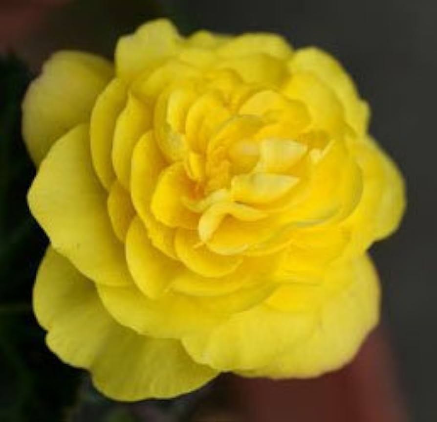 Begonia Tuberous Non Stop yellow flower seeds for continuous blooming pots