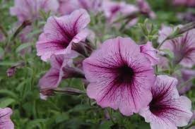 Heirloom Petunia Bordeaux Flower Seeds for Planting - NON-GMO, Easy to Grow Garden Blooms