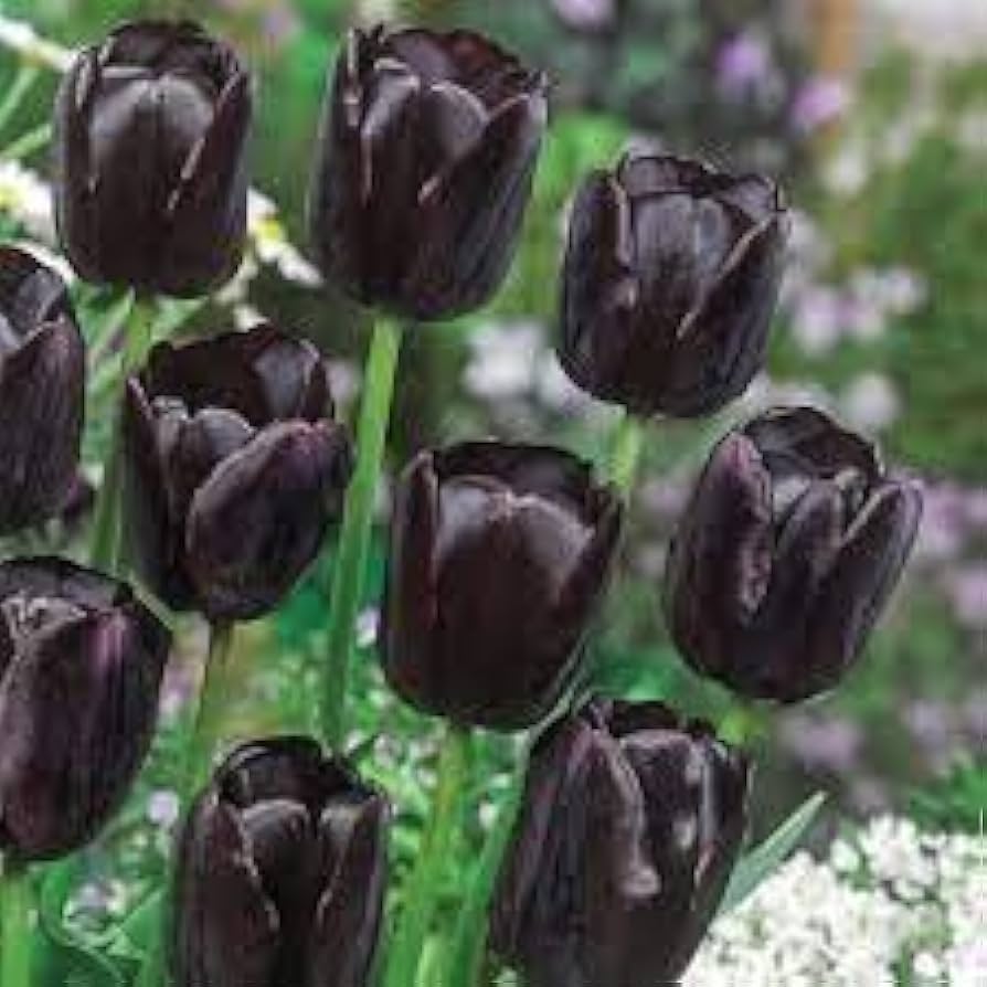 Double tulip flower Tulipa spp. seeds for planting in garden beds or colorful balcony planters