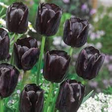 Double tulip flower Tulipa spp. seeds for planting in garden beds or colorful balcony planters