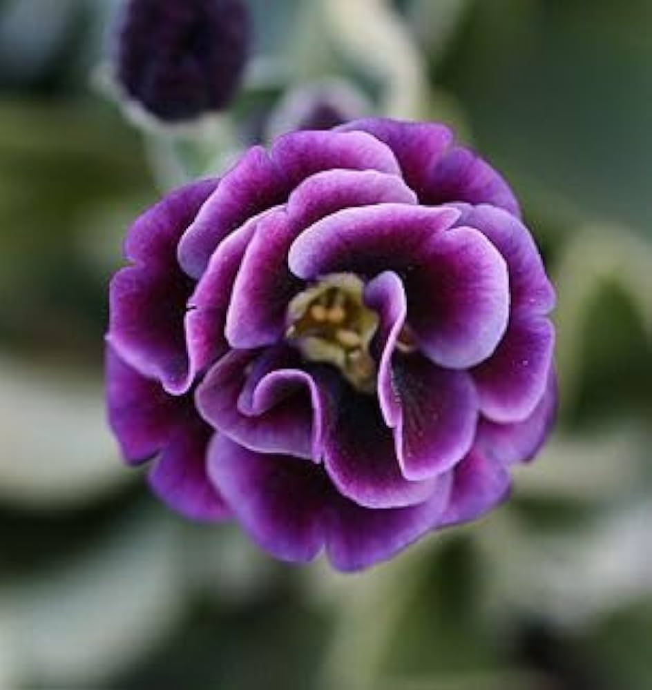 Organic Light Purple Auriculata Flower Seeds for Planting – Heirloom, Non-GMO