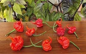 Chili Pepper Vegetable Seeds for Planting - 100 pcs