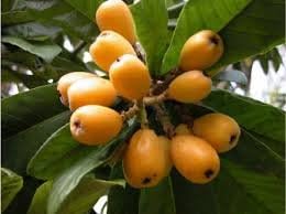 Yellow Loquat Fruit Seeds for Planting – 5 Seeds 100 pcs