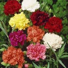Carnation Flower Seeds Heirloom Non GMO Planting - 100