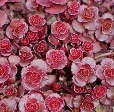 Heirloom Stonecrop Flower Seeds for Garden Planting, Non-GMO, Drought-Tolerant Succulent Blooms