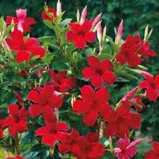 Heirloom Dipladenia Flower Seeds, Non-GMO Tropical Vining Blooms for Decorative Garden Planting