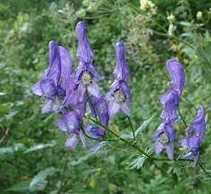 Heirloom Aconitum Flower Seeds for Garden Planting, Non-GMO, Monkshood Blooms for Borders