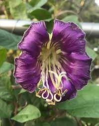 Heirloom Non-GMO Cobaea Flower Seeds for Planting – Fast-Growing Climbing Vine Blooms