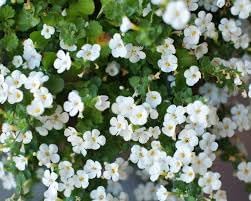 Heirloom Non-GMO Waterhyssop Flower Seeds for Planting – Aquatic Blooms for Medicinal Gardens