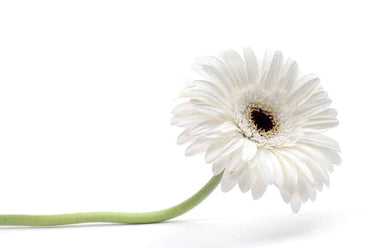 Gerbera daisy flower Gerbera jamesonii mixed color seeds for planting in home garden landscapes