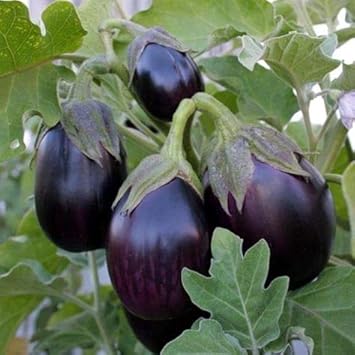 Ophelia Eggplant Vegetable Seeds for Planting