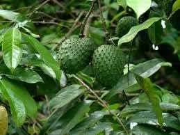 Soursop Fruit Seeds for Planting and Cultivating the Tropical and Nutrient-Rich Delight, Heirloom Seeds