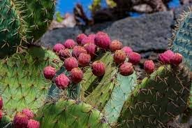 Opuntia Ficus-Indica Plant Seeds for Planting - Hardy, Sweet Cactus Fruit, Heirloom and GMO Free Seeds