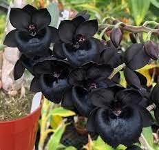 Black Monkey Face Orchid Seeds for Planting - Ideal for Home Garden, Heirloom & Non-GMO Seeds