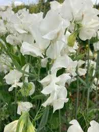 Heirloom Non-GMO Sweet Pea Jilly Flower Seeds for Planting – Fragrant Climbing Blooms
