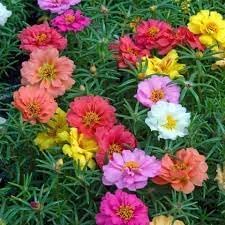 Heirloom Non-GMO Grandiflora Flower Seeds for Planting – Large Vibrant Blooms for Eye-Catching Gardens