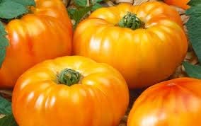 Amanas Orange Tomato Vegetable Seeds for Planting - Heirloom and Non-GMO Garden Seeds