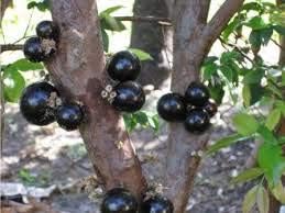 Jaboticaba Myrciaria Cauliflora Fruit Seeds for Planting - Exotic, Non-GMO for Unique Gardens