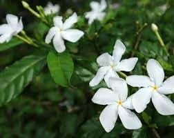 Tabernaemontana Flower Seeds – Heirloom Non-GMO Seeds for Fragrant Garden Planting