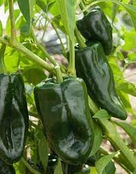 Ancho Vegetable Seeds for Planting - 100 pcs