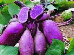 Molokai Purple Sweet Potato Vegetable Seeds for Planting – Non-GMO, Heirloom, High in Nutrients