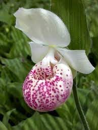 Cypripedium Seeds for Planting – Organic, Heirloom, Non-GMO Flower Seeds