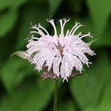 Heirloom Non-GMO Monarda Bradburiana Flower Seeds for Planting – Fragrant Pollinator-Friendly Perennial Blooms