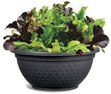 Alfresco Vegetable Seeds for Planting - 100 pcs