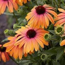 Yellow and Pink Echinacea Purpurea Wildflower Seeds for Planting - Heirloom Seeds for Home Garden