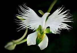 Heirloom Egret Orchid Flower Seeds for Garden Planting, Non-GMO, Exotic White Blooms for Containers