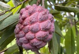 Custard Apple Fruit Seeds for Planting - Heirloom, Non-GMO, for Tropical Planting