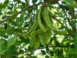 Carob Vegetable Seeds for Planting - 100 pcs