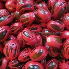 Sri Lanka Nut Fruit Seeds for Planting - Growing Hardy and Nutritious Tropical Trees, Heirloom Seeds