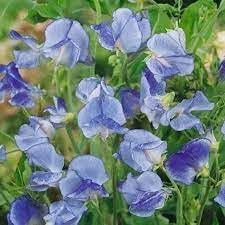 Heirloom Sweet Pea Flower Seeds for Garden Planting, Non-GMO, Fragrant Climbing Blooms