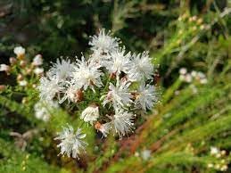 Summer Farewell Flower Seeds – Heirloom Non-GMO Seeds for Late-Season Wildflower Garden Planting