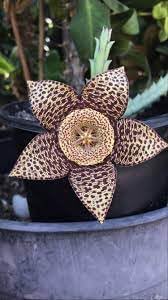 Orbea Cooperi Flower Seeds – Heirloom Non-GMO Seeds for Succulent and Exotic Garden Planting