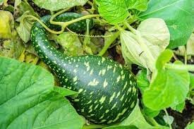 Cucurbita Lagenaria Seeds for Planting - heirloom & Non-GMO Seeds