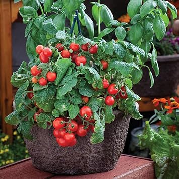 Robin Tomato Vegetable Seeds for Planting, heirloom & Non-GMO Seeds