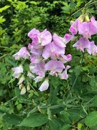 Lathyrus Latifolius Seeds for Planting – Organic, Heirloom, Non-GMO Flower Seeds