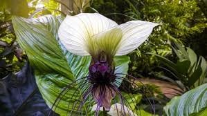 Tacca Nivea Bat Flower Seeds – Heirloom Non-GMO Seeds for Rare and Exotic Garden Planting