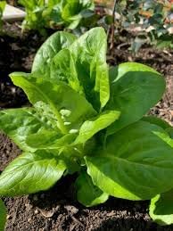 Gem Romaine Lettuce Lactuca sativa seeds for garden planting