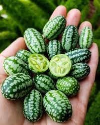 Mini Melon Fruit Seed Pack for Small, Sweet Melon Varieties 100 pcs