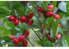 Dulcificum Fruit Seeds for Planting - High-Quality, Non-GMO, for Home Gardening