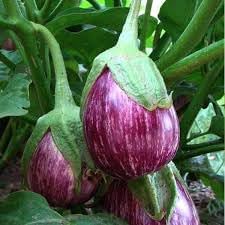 Eggplant Vegetable Seeds heirloom & Non-GMO Seeds