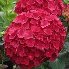 Heirloom Red Hydrangea Flower Seeds, Non-GMO Vibrant Blooms for Planting