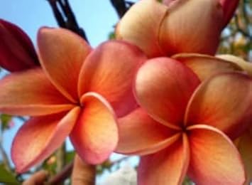 Orange Frangipani Flower Seeds – Heirloom Non-GMO Seeds for Exotic Garden Planting