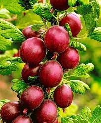 Hinnomaki Red Gooseberry Fruit Seeds for Planting - Vitamin-Rich & Tangy Fruit Harvests, Heirloom Seeds